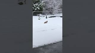 Our Frenchie in the Snow