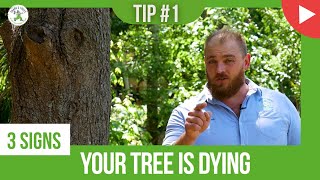 YOUR TREE IS DYING! - SIGN #1 - SHANE'S TREES