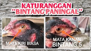 Ayam berkaturanggan bintang ⭐ paningal pada mata sebelah.