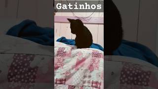 gatinhos fofos