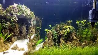 My tank #aquqscape