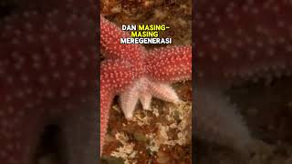 Patrick | Bintang laut, membelah diri untuk kawin...part2 #shorts #wildlife #animal