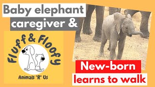 Baby Elephant gets love from a caregiver vs baby Elephant learning to walk in the wild! #shorts