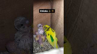 Bache nikl gye 😍#pets #birds #lovers #shorts #ytshorts