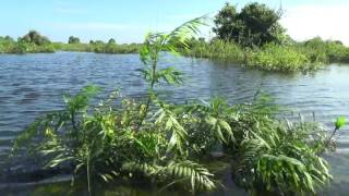 Floating Villages at Bird Sanctuary Prek Toal in Cambodia