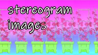 STEREOGRAM IMAGES,magic eye parallel view,growing flowers