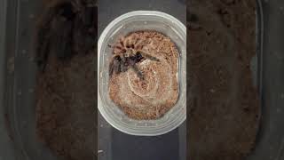 Tarantula FEEDING ☠️ 3 #tarantula #vogelspinnen #tarantulafeeding