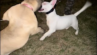 Bull Terrier Vs. South African Boerboel