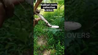 Kalihari- langli root .used under medical supervision only poisonous plants. #ayurved #ayurvedic