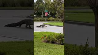 Bob the Neighborhood Alligator Survived Hurricane Milton!