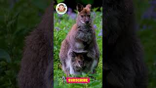 Kangaroo Fun! 🦘 A Playful Moment with Baby Kangaroo