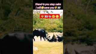 Lion🦁🆚 baffalo🐃 | bull vs lion | lion attacks baffalo | @Wildshikaari007 | #shorts #wild #nature