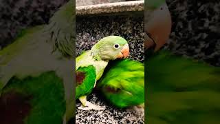 Alexander parrot male female difference #punjabisong #song #music #parrot  #newsong