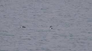 Kiesgrube Eilenburg - Prachttaucher im Dezember 2018 - black-throated diver _ Vogelbeobachtung