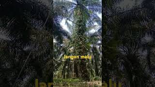 Apapun pekerjaanmu jangan malu