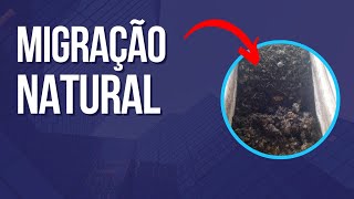 #CONDIÇÕES para ter sucesso na criação de minhocas( migração natural e altura do substrato ).