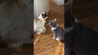 Not in the Mood 😆 Cat 🐱 Video #shortvideo