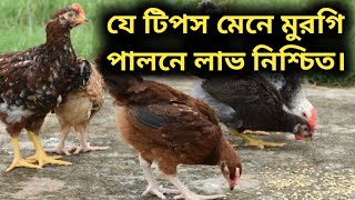 যে টিপস মেনে মুরগি পালনে লাভ নিশ্চিত।