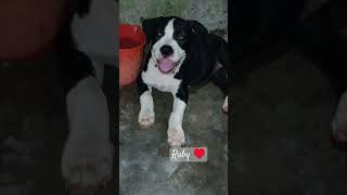 #dog #doglover #minivlog #youtubeshorts #trending