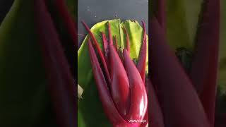 Red aloe vera tree