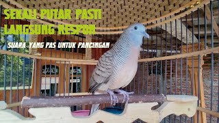 sekali putar burung anda langsung respon pilihan yang pas untuk pancingan