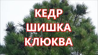 Разведка. Кедр, шишка, клюква