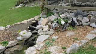 Ducks Waiting By The Cage