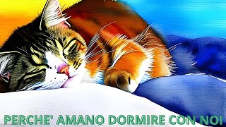 Dolci sogni con i gatti: Scopri i 10 motivi per cui amano dormire con i loro proprietari