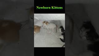 Little Cute Kittens #Viral #Shorts