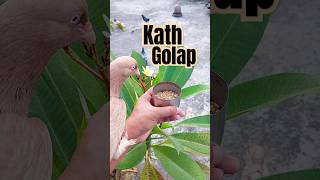 Pigeon with kath golap || frangipani with pigeon #pigeon #shorts #kathgolap #frangipani