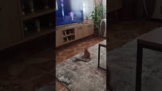 قطة كيوت 😍🐈كاتي جمال القطط😍😍❣️قطة تابع برامج اطفال 😂😍