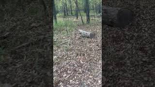 Green Dragon Trail in Mohawk Park in Tulsa! #nature #autumn #tree