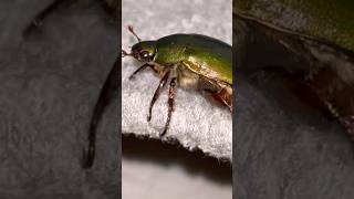 Captured! Green beetle inside the room 【捕獲！部屋の中にいた緑色の甲虫】#shorts