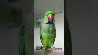 Talkative Ringneck parrot #birds #parrots #asmr #Shorts