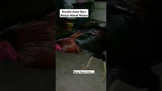 Ayam Setelah Di Mandikan Malam || Perdana Mandi Malam