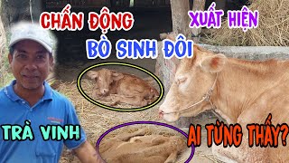 Tin Độc Lạ Xuất Hiện BÒ SINH ĐÔI Tại Trà Vinh 24-03-2024 | Boy Khmer Trà Vinh