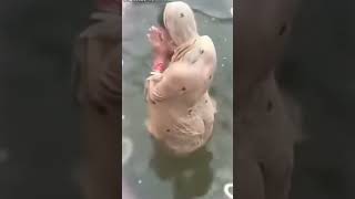 the girl is to shower in pool., #viral #duet #shower #trending #wali #waliullah