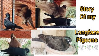 Story of my longfaze pigeon / longfaze/ লংগফেয কবুতর🕊️💕 #kobutor #কবুতর_খামার #shahed_pigeon_loft