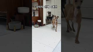 강아지 산책 5분전 #shorts