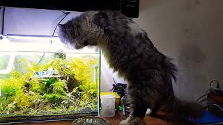 #aquascape & cat