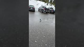 Stellar Jay at Mt. Rainier NP Washington