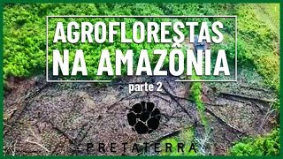 CORTE E QUEIMA NA AMAZÔNIA? - Agroflorestas na Amazônia (parte 2)