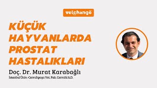 Küçük Hayvanlarda Prostat Hastalıkları - Doç. Dr. Murat Karabağlı