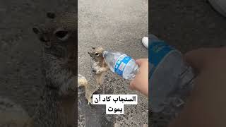 لن تصدق كمية العطش التي يشعر بها هذا السنجاب 💔😪