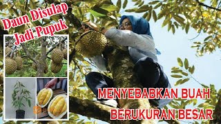 CARA PEMBUATAN PUPUK DURIAN | HASIL INOVASI PETANI BANTARKAWUNG