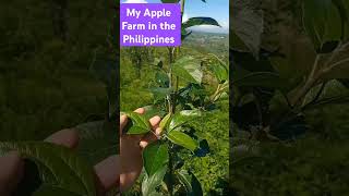 My apple farm in the Philippines #agricoolture #fruit #farming