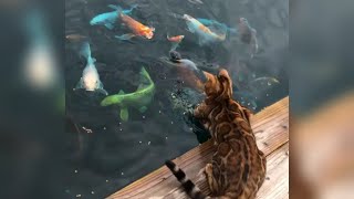 Cat vs Fish #shorts