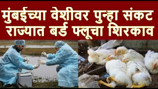 Bird flu scare in Maharashtra मुंबईच्या वेशीवर पुन्हा संकट, राज्यात बर्ड फ्लूचा शिरकाव