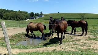 Just a conversation with some farm HORSES. I love animals I talk to them all.