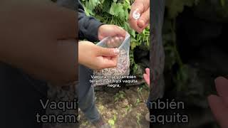 El frijoles un alimento y cultivo clave en la dieta de los mexicanos.